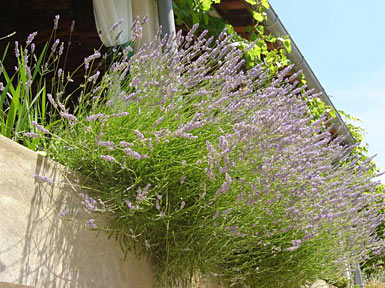ÄORÄOTA VARTAL
