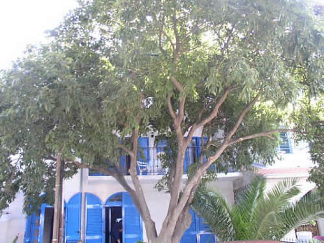 Blue Apartmani