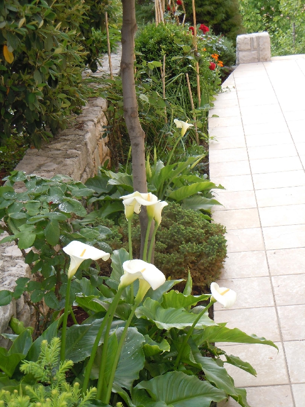 Apartmani Mareblu
