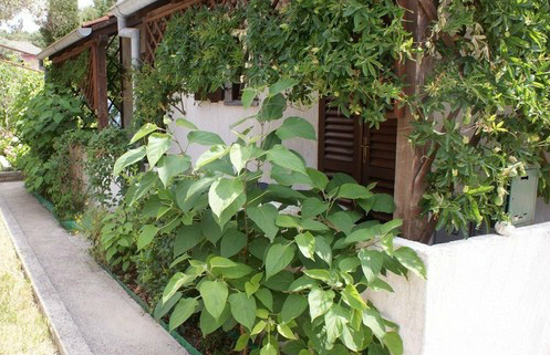 Pansion Ana LoÅ¡inj
